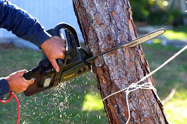 Best Tree Removal Service  in USA